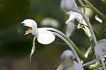 White fringed orchid